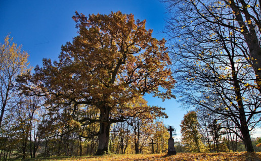 7_Andriejaiciu azuolas.jpg